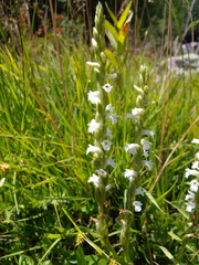 Spiranthes aestivalis
