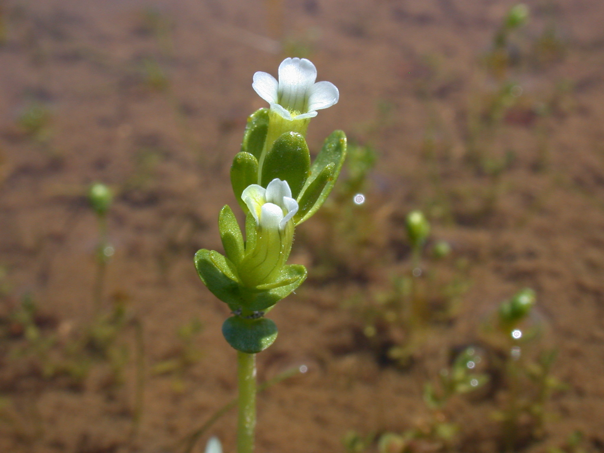 Gratiola