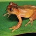 Zetek's Tree Frog - Photo (c) STRI, some rights reserved (CC BY-NC)