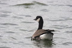 Branta hutchinsii hutchinsii
