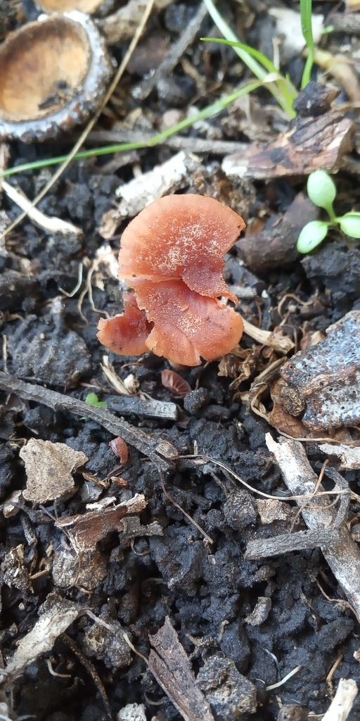 Laccaria laccata · July 2021 · photo: © mirkoduimich (iNaturalist, cc-by-sa)