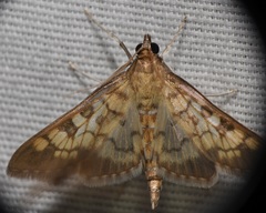 Mimorista