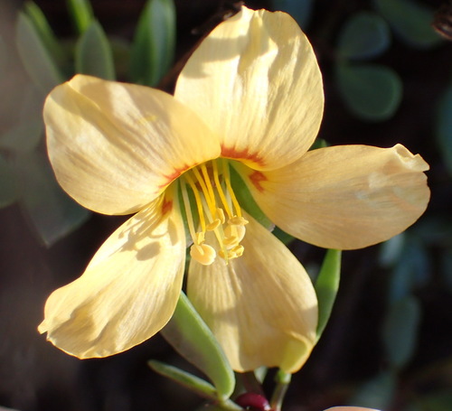 Roepera debilis (Roepera debilis)