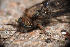 Ululodes macleayanus