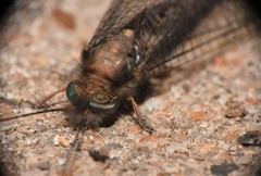 Ululodes macleayanus