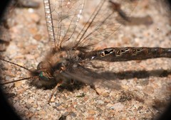 Ululodes macleayanus