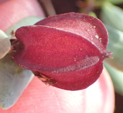 Image of Brown Twinleaf (Roepera debilis) by (c) Nicola van Berkel, some rights reserved (CC BY-SA)