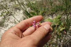 Polygala cretacea