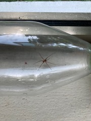Loxosceles yucatana