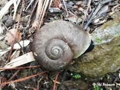 Macrocyclis peruvianus