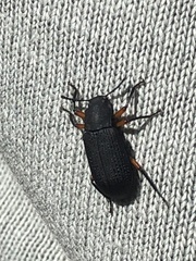 Haplandrus fulvipes