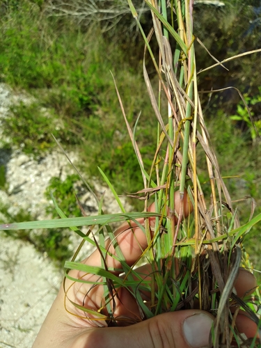 Image of Crimson Bluestem (Schizachyrium sanguineum) by (c) Scott Ward, some rights reserved (CC BY)