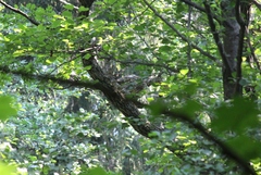 Accipiter gentilis