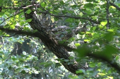 Accipiter gentilis