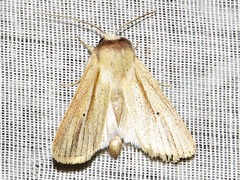 Mythimna nigrisparsa