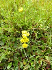 Lomatium caruifolium