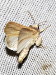 Mythimna nigrisparsa