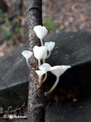 Mycena subulifera