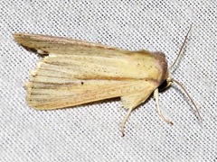 Mythimna nigrisparsa