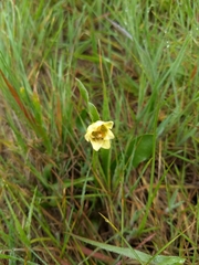 Fritillaria liliacea