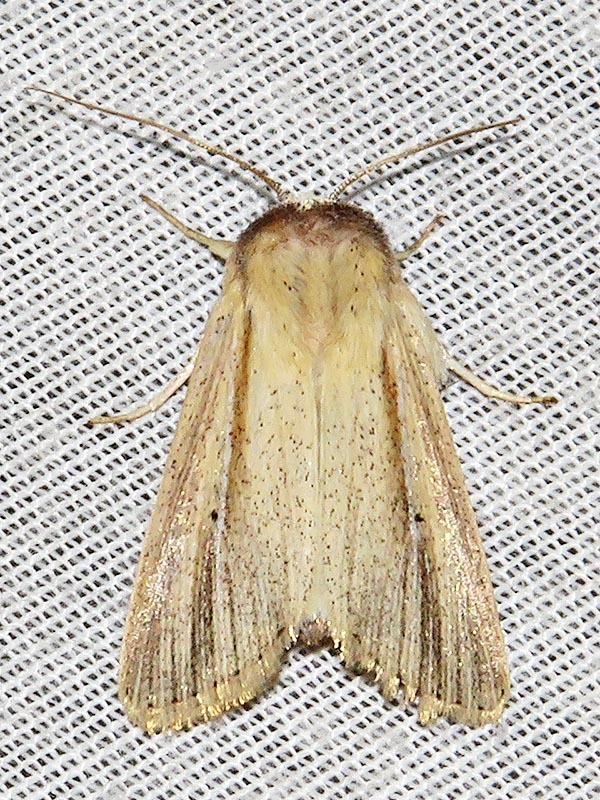 Mythimna nigrisparsa