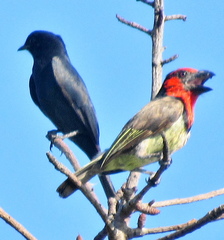 Lybius torquatus torquatus