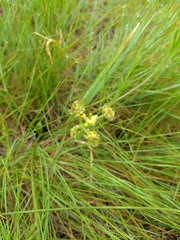 Lomatium caruifolium
