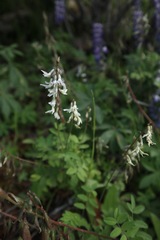Astragalus robbinsii