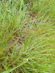 Lomatium caruifolium