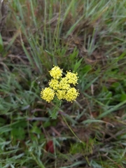 Lomatium caruifolium