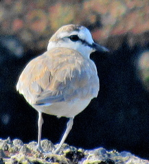 Charadrius marginatus mechowi
