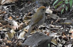 Catharus occidentalis