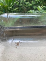 Loxosceles yucatana