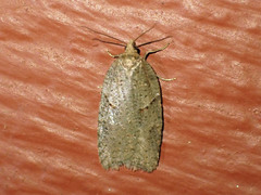 Acleris placidana