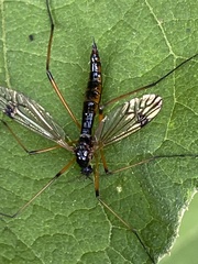 Dictenidia bimaculata