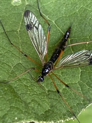 Dictenidia bimaculata