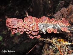 Anthracophyllum discolor