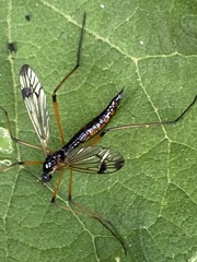 Dictenidia bimaculata