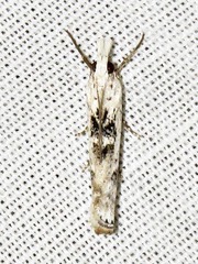 Crambus sparsellus