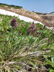 Calamagrostis sesquiflora