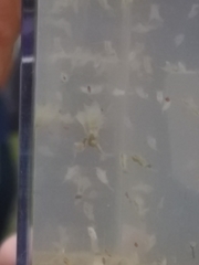 Branchinecta conservatio