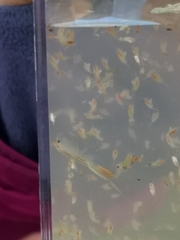 Branchinecta conservatio