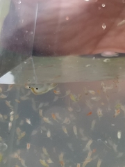 Branchinecta conservatio