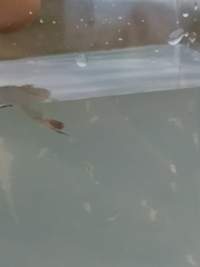 Branchinecta conservatio