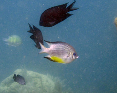 Amblyglyphidodon leucogaster