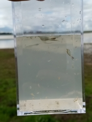 Branchinecta conservatio