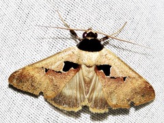 Anoba atriplaga