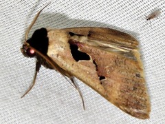 Anoba atriplaga