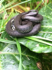 Natrix natrix natrix