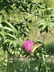 Papilio multicaudata